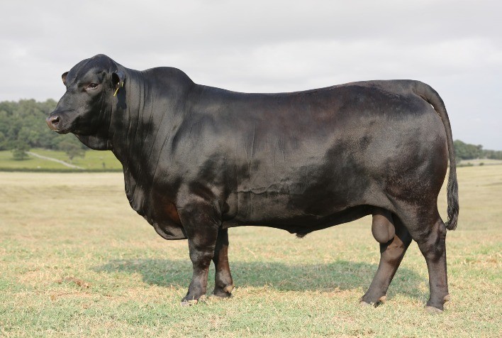 VPJ Pecuária promove 25° leilão de Angus, Brangus, Ultrablack e Quarto de Milha