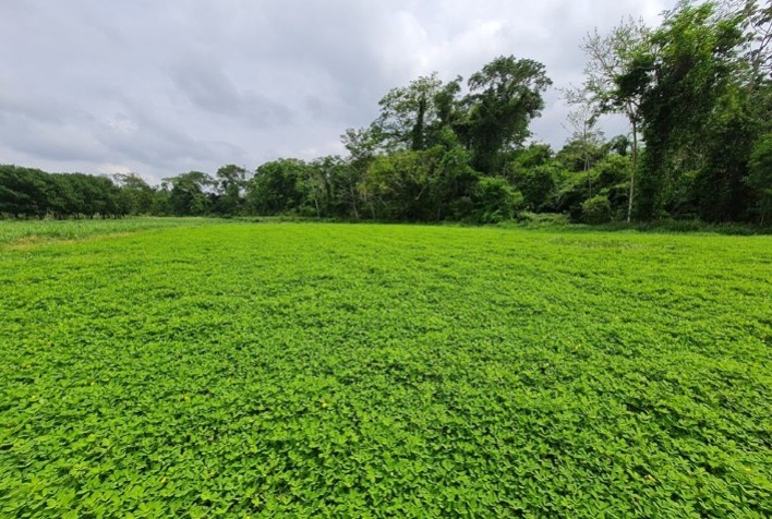 Nova cultivar de amendoim forrageiro apresenta alto teor de proteína
