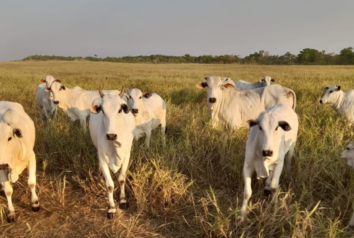 Agricultores cooperados da Frísia no Tocantins investem em pecuária de corte