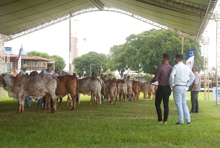 Com estrutura e programação ampliadas, Expogir Goiânia 2022 atrai alguns dos melhores exemplares da raça Gir Leiteiro no País