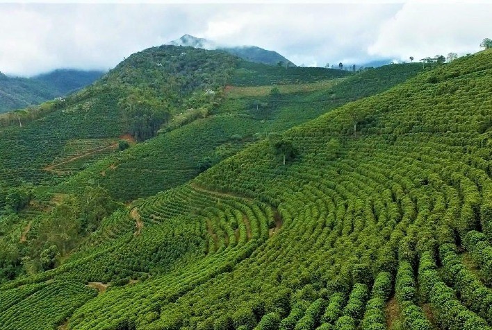 Na produção de café, a montanha respira qualidade