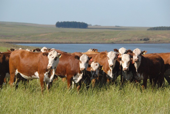 Boi gordo: preço recua em semana de restabelecimento na capacidade aquisitiva da população