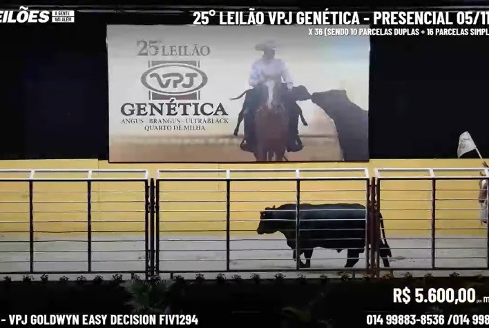 Touro Angus tem valorização de R$ 432 mil em leilão VPJ