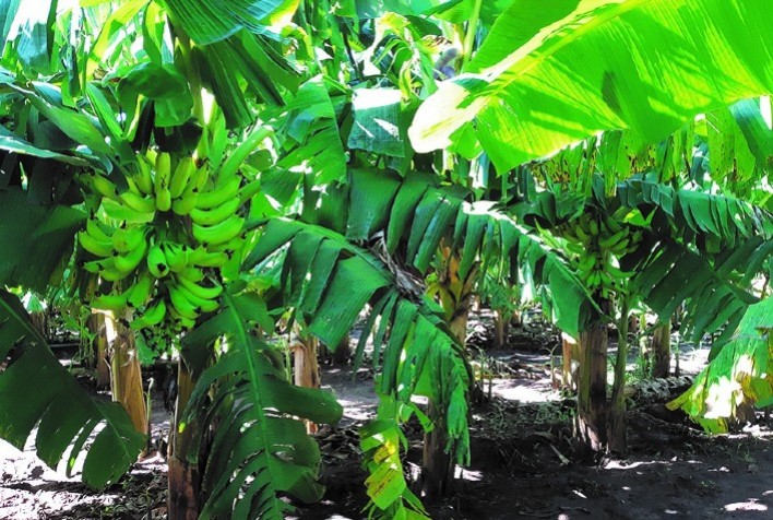 Nova cultivar de banana-da-terra reúne alta produtividade e qualidade alimentar