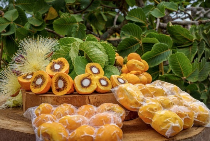 Chegam ao mercado as primeiras cultivares de pequi sem espinhos