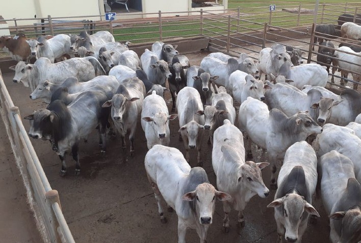 Boi gordo: pecuaristas conquistaram o primeiro reajuste de novembro