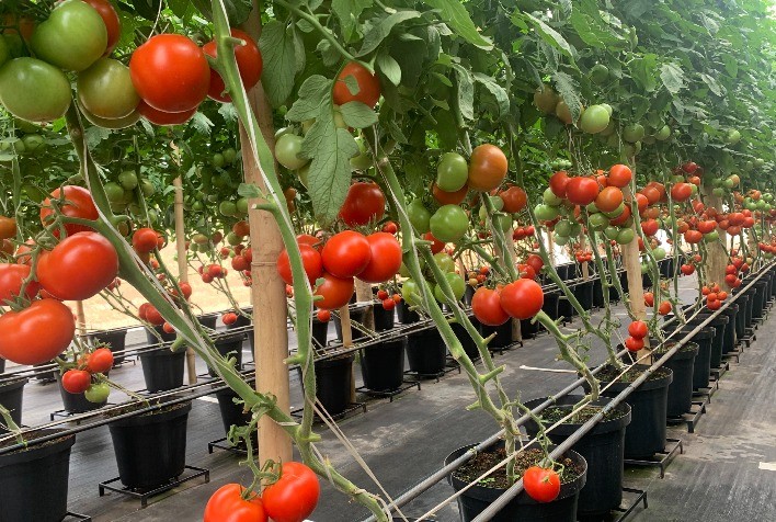 Bactéria pode promover crescimento do tomate