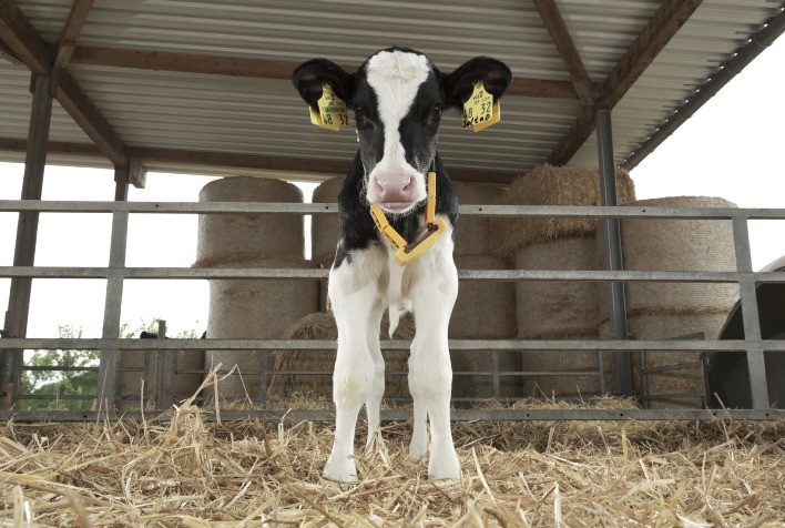 Produção e longevidade das vacas leiteiras estão associadas à nutrição na fase de aleitamento