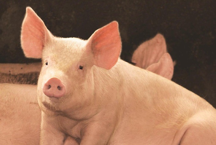 O Boletim do Suíno do Cepea de outubro já está disponível