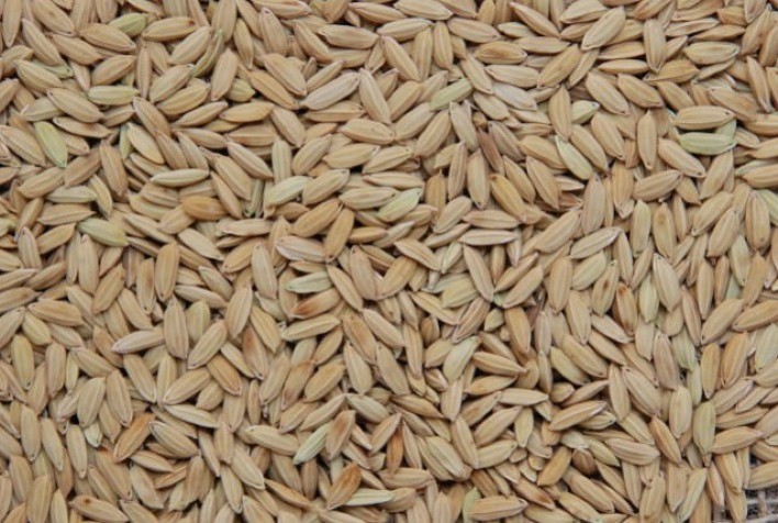 BRS A706 CL: nova cultivar de arroz da Embrapa para o Maranhão