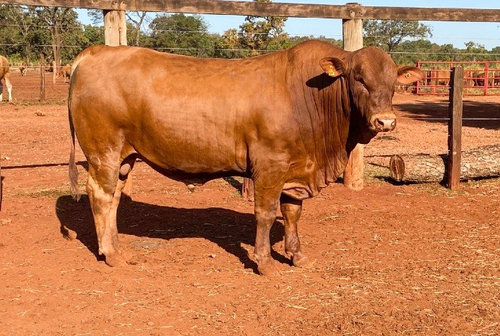 Mais dois touros Montana são contratados por importantes centrais de genética bovina