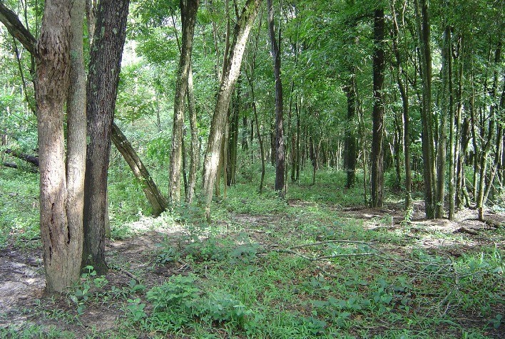 Mata Atlântica produz 50% dos alimentos consumidos no país, diz estudo