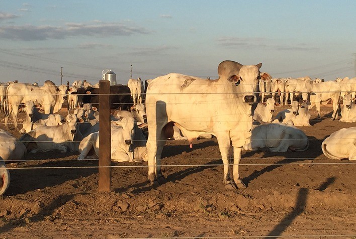Desempenho do boi gordo na 45ª semana de 2022, segunda de novembro