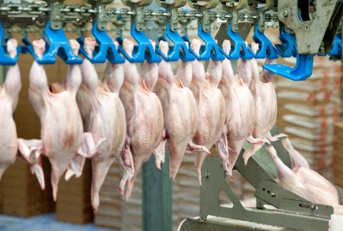 IBGE: superior a 11 milhões/t em 9 meses, produção de carne de frango é a maior de todos os tempos para o período