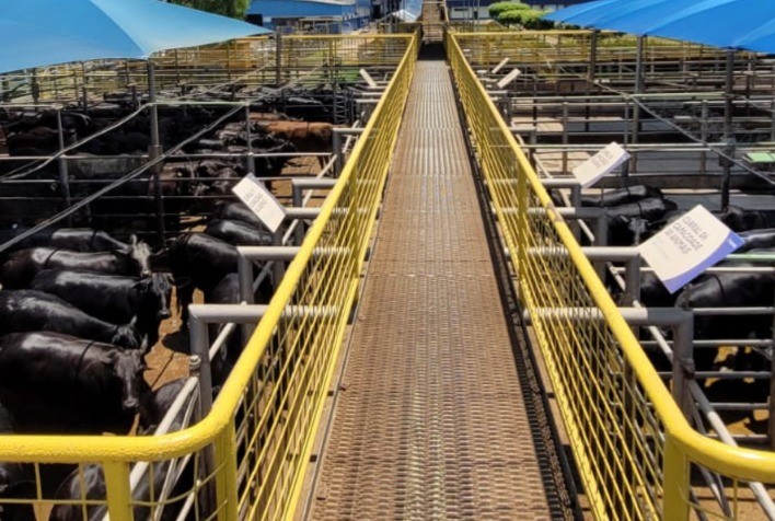 Estância Gypsy vence Concurso de Carcaça Angus em Promissão (SP)