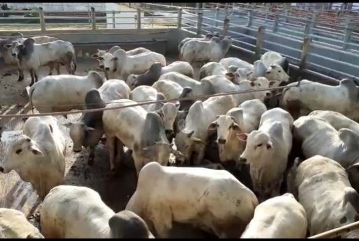 Circuito Nelore de Qualidade chega à 20ª etapa, em Itapetinga (BA)