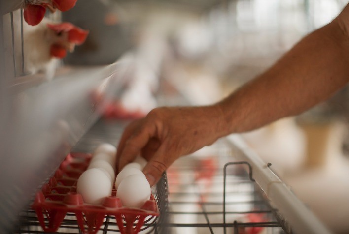 Simpósio debate cadeia de produção de ovos em Pernambuco