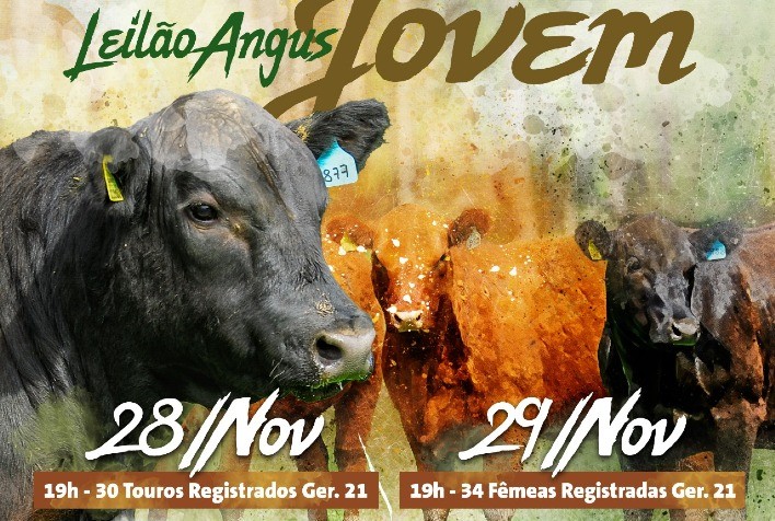 Renascença colocará em pista 59 reprodutores Angus e Ultrablack nos dias 28 e 29 de novembro