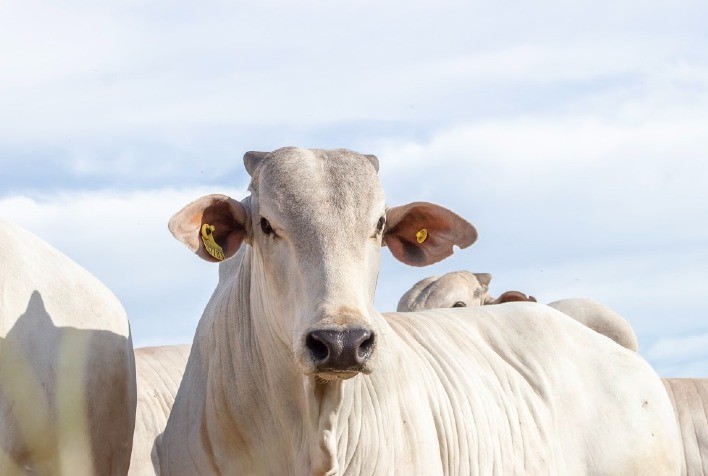 Com Carbon on Farm, Trouw Nutrition incentiva pecuária de corte mais eficiente, sustentável e com menor emissão de carbono