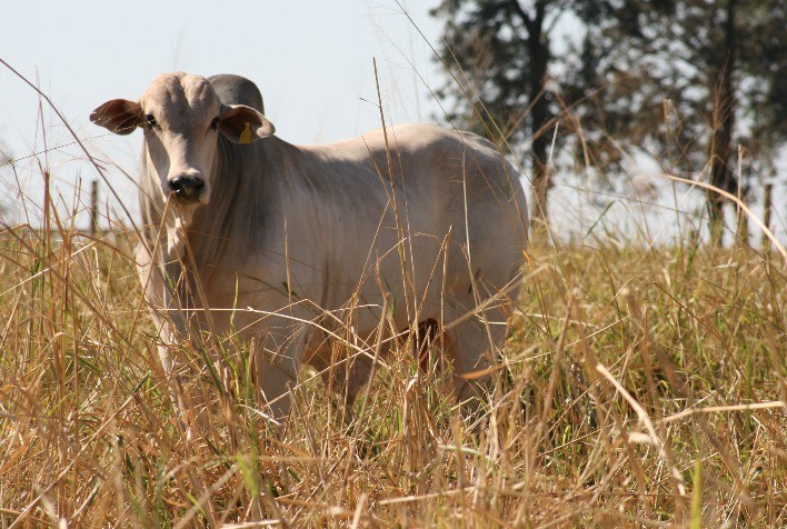 Boi gordo: pecuaristas conquistaram o segundo reajuste de novembro