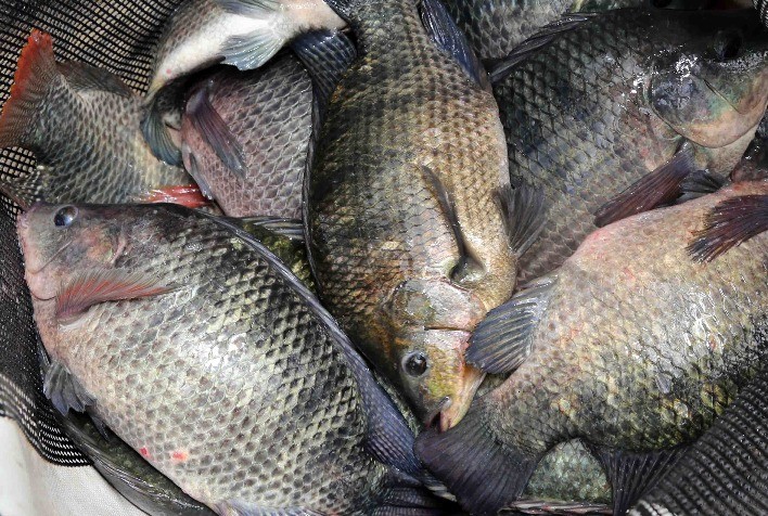 Importante centro de piscicultura, Morada Nova (MG) é o mais novo local de coleta do Indicador de Preços da Tilápia