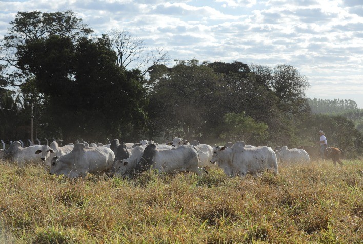 CFM vende 248 touros por R$ 2,79 milhões em seu último leilão do ano