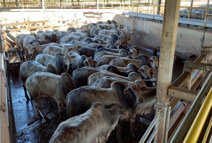 Em Campo Grande (MS), Circuito Nelore de Qualidade chega à sua 22ª etapa nacional