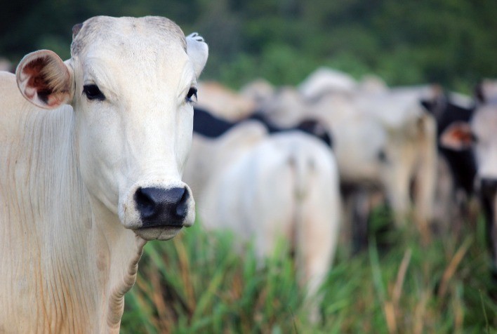 Até o controle da ruminação bovina pode gerar créditos de carbono