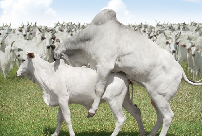 Estação de monta e alimentação adequada garantem lucros efetivos para pecuarista