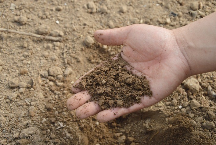 A importância dos patógenos em materiais de propagação de plantas e no solo