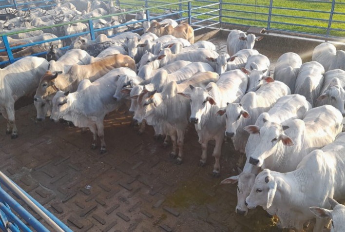 Animais terminados em sistemas intensivos foram avaliados na 18ª etapa do Circuito Nelore de Qualidade