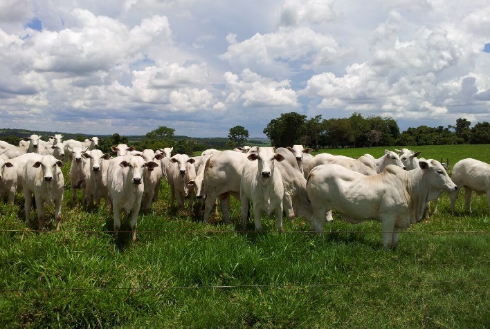 GA+Intergado lança o Movimento Rebanho Verde e Amarelo