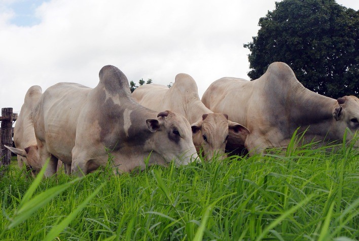 Boi Vivo: desempenho do preço médio diário no decorrer de novembro de 2022