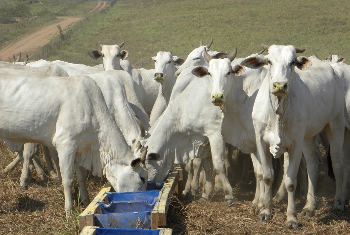 Boi vivo: histórico é desfavorável aos negócios no decorrer de dezembro