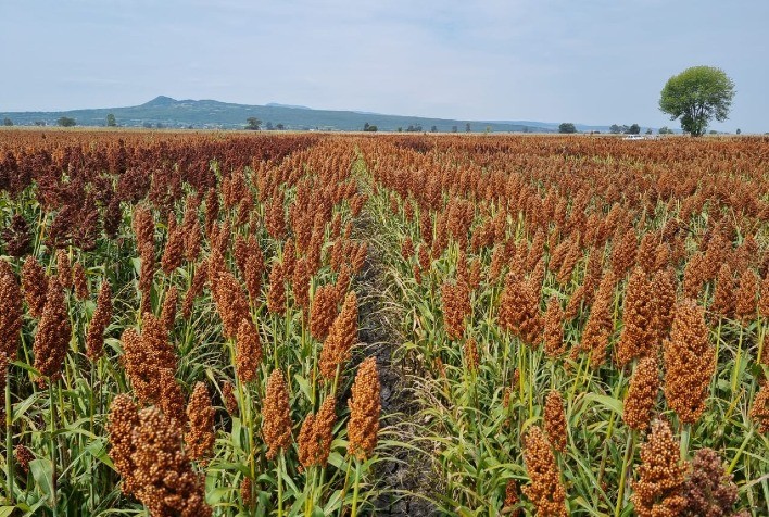 Programa de melhoramento genético de sementes eleva qualidade e rentabilidade do sorgo, indicam especialistas