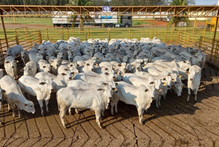 Circuito Nelore de Qualidade avalia mais de 1.200 animais em etapa de Campo Grande (MS)