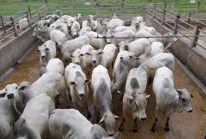 Confira os vencedores da 20ª etapa do Circuito Nelore de Qualidade, realizada em Itapetinga (BA)