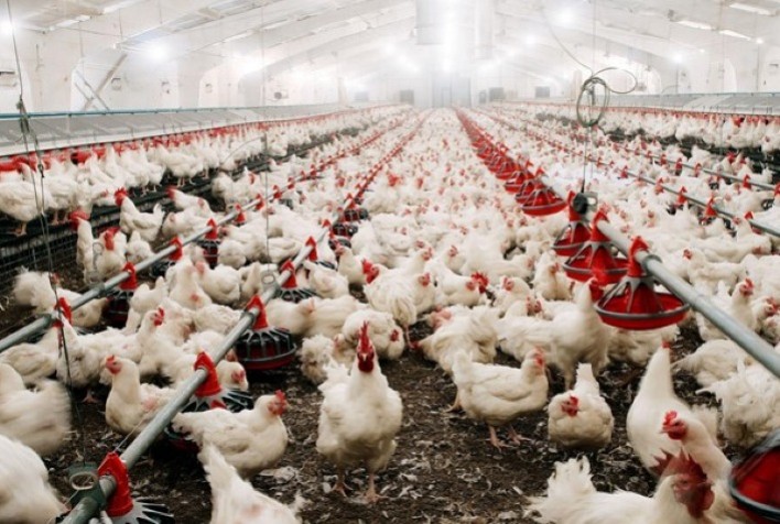 Cerca de 70% do frango consumido no Catar é brasileiro