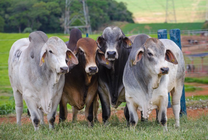 Casa Branca é bicampeã nas fêmeas participantes da 2ª Prova de Eficiência e Performance Brahman Boi Com Bula