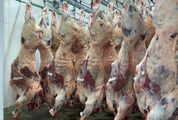 Frigoríficos de Mato Grosso reduzem abate de fêmeas e instituto prevê maior retenção do gado no pasto - Portal do Agronegócio