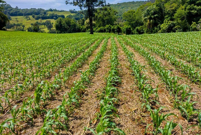 Plantio da safra verão 2022/23 de milho atinge 96,7% no Brasil – SAFRAS
