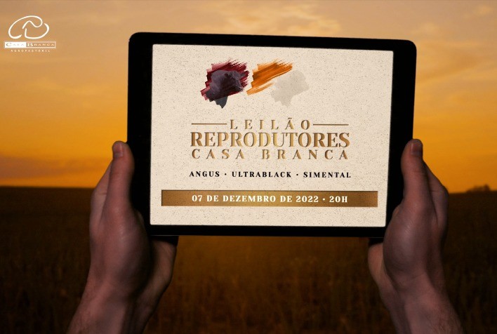 Casa Branca Agropastoril realiza leilão de reprodutores Angus, Ultrablack e Simental