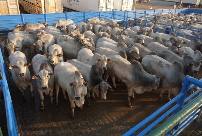 Boi vivo: demanda por parte dos frigoríficos favoreceu reajuste junto aos pecuaristas