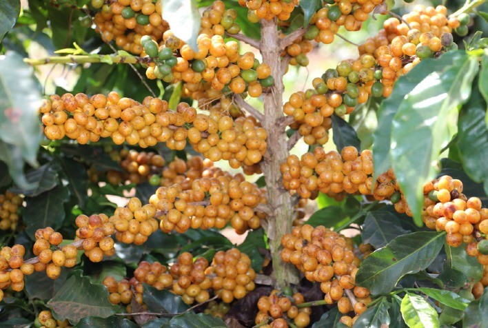 Café: Com foco nas chuvas do Brasil, arábica e conilon sobem nesta