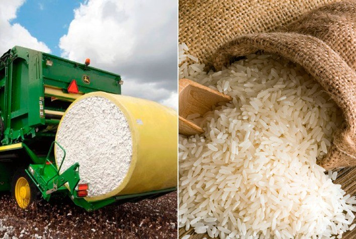 Cepea: Os preços do algodão em pluma vêm avançando neste começo de dezembro e as cotações do arroz em casca estão em elevação no mercado interno