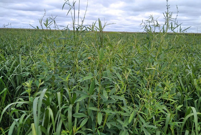 Produtividade da soja cresce até 20% em consórcio de capim com crotalária