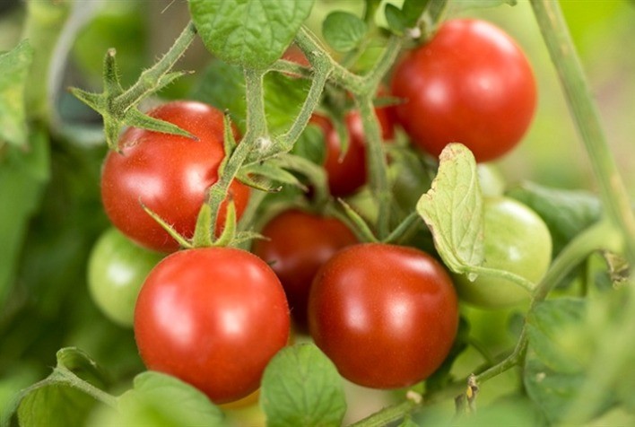 Pragas secundárias também podem afetar qualidade dos frutos