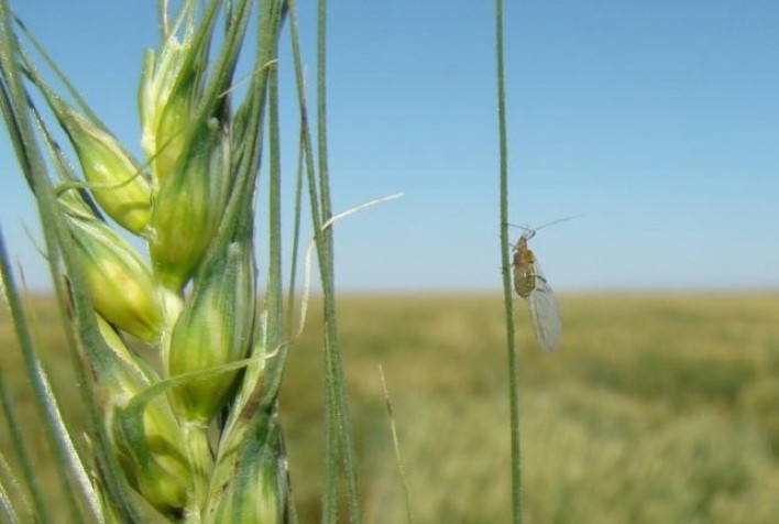 Tecnologia de informação no combate a pragas e doenças no trigo