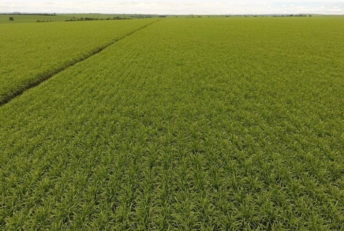 Caminhos da Maturação IHARA fará monitoramento, em tempo real, de indicadores de qualidade da cana