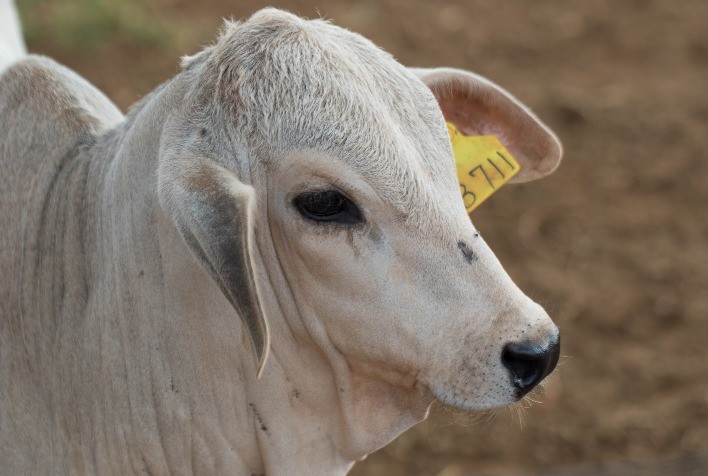 Melhoramento genético na pecuária passa pela identificação individual de bovinos